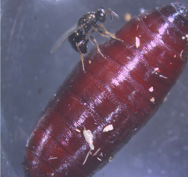 Female Nasonia vitripennis injecting venom in a pupa of the bloyfly