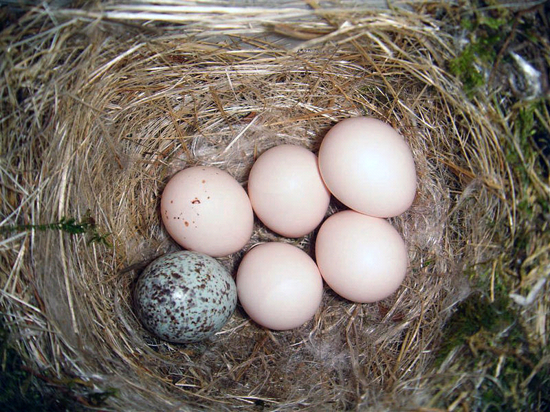eggs in a nest.