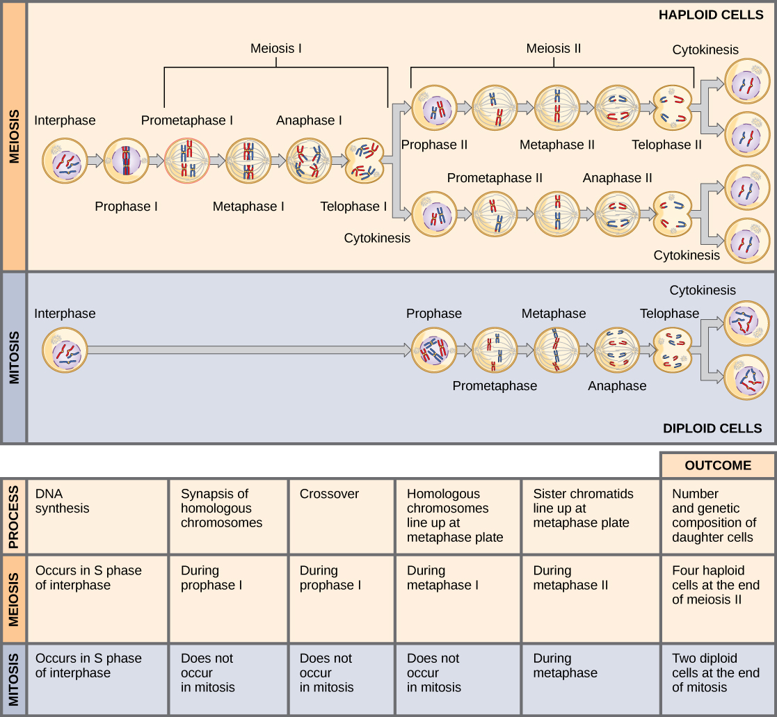 11-1-the-process-of-meiosis-meiosis-and-sexual-reproduction-by-openstax-page-6-33-jobilize