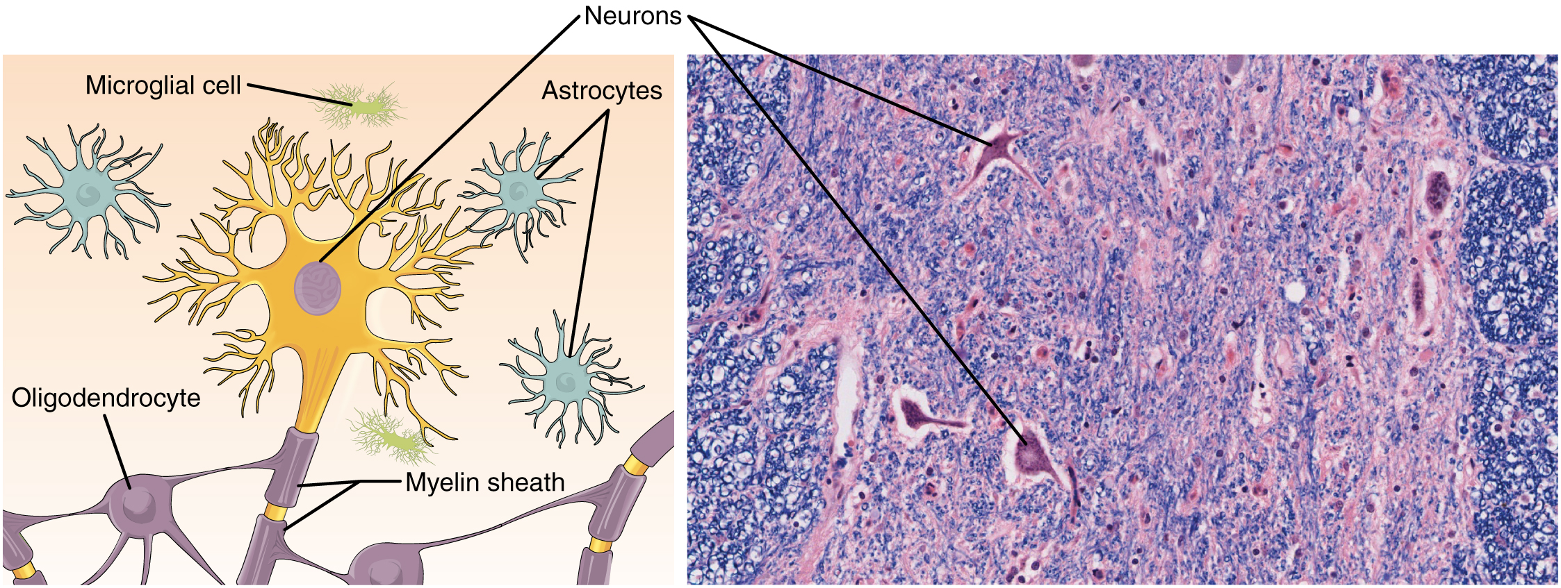 Нейрон гистология препарат