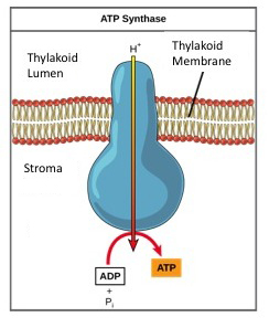 This illustration shows an ATP synthase enzyme embedded in the inner mitochondrial membrane. ATP synthase allows protons to move from an area of high concentration in the intermembrane space to an area of low concentration in the mitochondrial matrix. The energy derived from this exergonic process is used to synthesize ATP from ADP and inorganic phosphate.