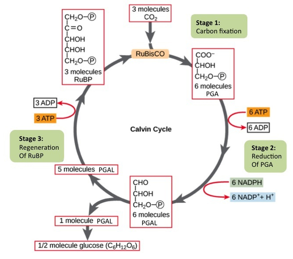 The calvin cycle, Calvin cycle, By OpenStax Jobilize