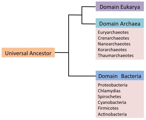  The trunk of the phylogenetic tree is a universal ancestor. The tree forms two branches. One branch leads to the domain bacteria, which includes the phyla proteobacteria, chlamydias, spirochetes, cyanobacteria, and Gram-positive bacteria. The other branch branches again, into the eukarya and archaea domains. Domain archaea includes the phyla euryarchaeotes, crenarchaeotes, nanoarchaeotes, and korarchaeotea.