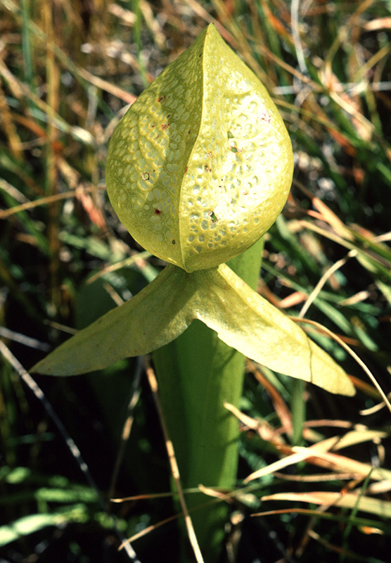 Photo shows a California Pitcher Plant.