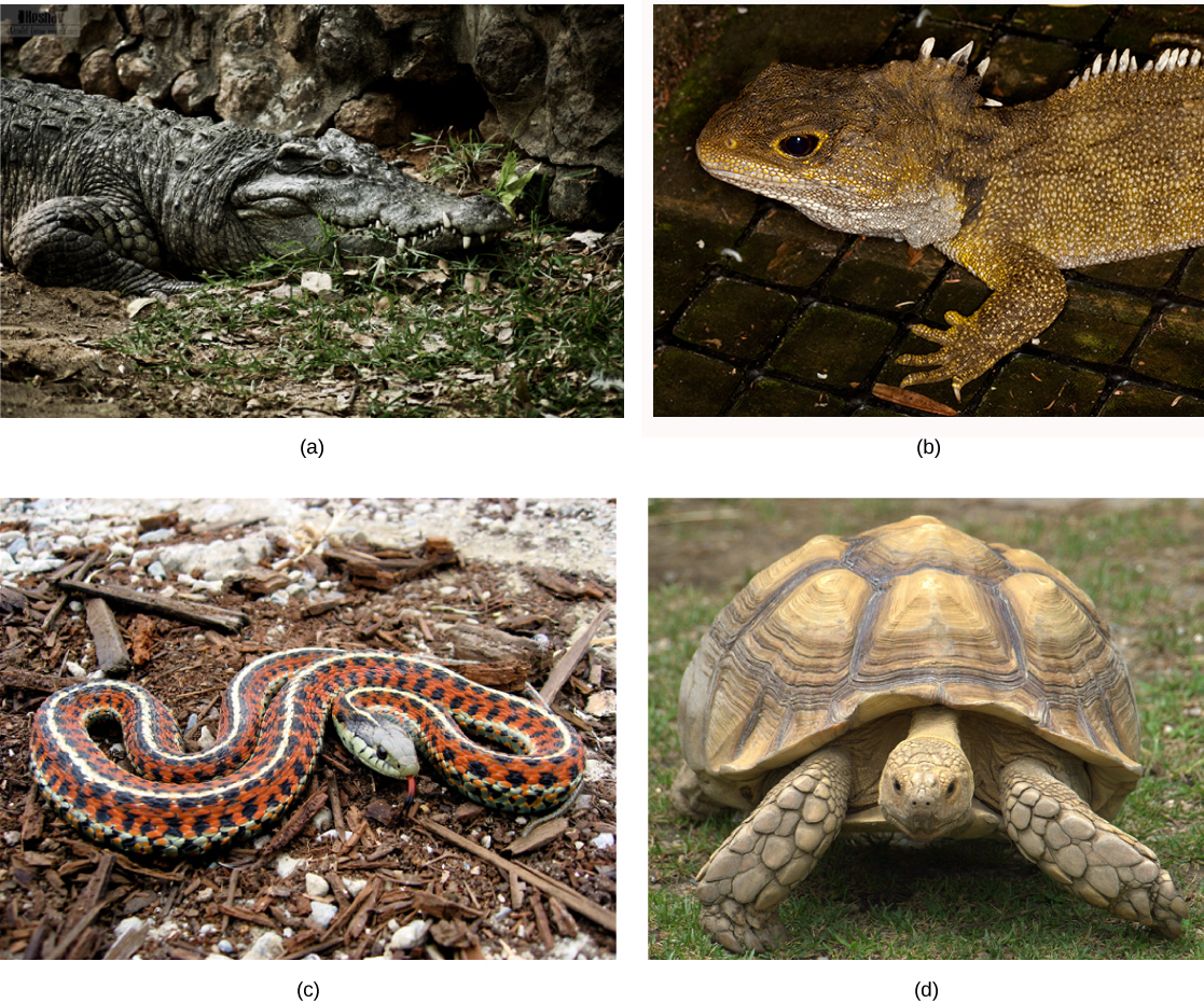 Photo a shows a crocodile sitting in the mud. Photo b shows a green lizard with its tail curled like a snail shell. The lizard has two horns and matches the leaves of the plant on which it sits. Photo c shows a snake with orange and black bands and white stripes. Photo d shows a very large tortoise.