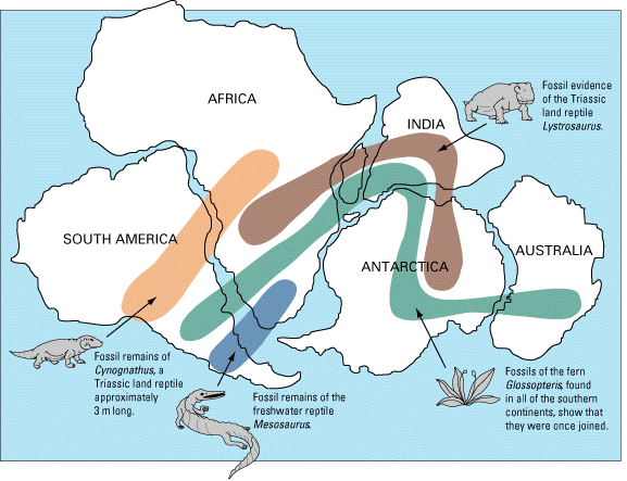This picture shows several of the current continents arranged together like a puzzle. Lines are drawn across the continents indicating the range of certain ancient organisms. Their fossils were found across multiple continents, indicating the continents were together at the time that type of organism was alive.