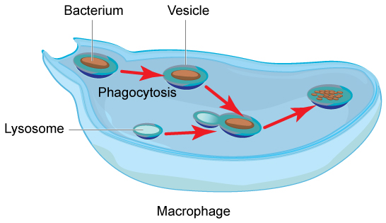 In this illustration, a eukaryotic cell is shown consuming a bacterium. As the bacterium is consumed, it is encapsulated in a vesicle. The vesicle fuses with a lysosome, and proteins inside the lysosome digest the bacterium.