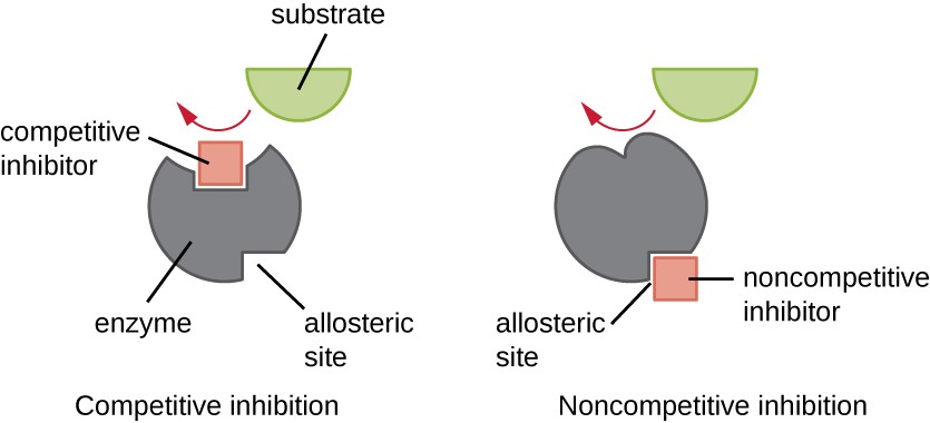 enzyme active site allosteric site