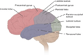 Neuroanatomy 01 The Cranial Nerves by Stephen Voron